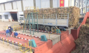 Recover position for sugarcane: Rising from hardship